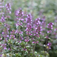 Mateřídouška vejčitá 'Foxley' - Thymus pulegioides 'Foxley'