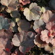 Dlužicha 'Coral Sea' - Heuchera 'Coral Sea'®