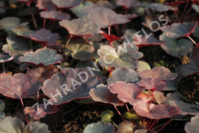 Dlužicha 'Coral Sea' - Heuchera 'Coral Sea'®