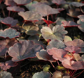 Dlužicha 'Coral Sea' - Heuchera 'Coral Sea'®