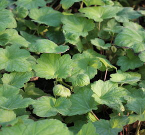 Dlužicha 'Electrica Lime' - Heuchera 'Electrica Lime'®