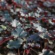 Dlužicha 'Dark Secret' - Heuchera 'Dark Secret'®