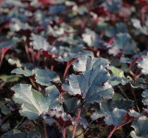 Dlužicha 'Dark Secret' - Heuchera 'Dark Secret'®