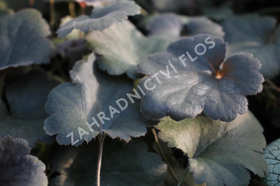 Dlužicha 'Princess Theresa - Heuchera 'Princess Theresa'®