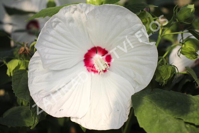 Ibišek bahenní 'Blanc Coeur Rouge' - Hibiscus moscheutos 'Blanc Coeur Rouge'