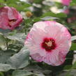 Ibišek bahenní Summerific 'Cherry Cheesecake' - Hibiscus moscheutos Summerific 'Cherry Cheesecake'