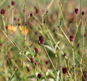 Krvavec toten 'Red Thunder' - Sanguisorba officinalis 'Red Thunder'