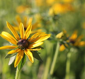 Třapatka zářivá - Rudbeckia fulgida var. deamii