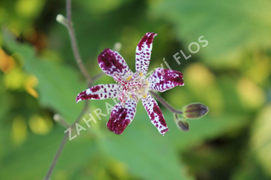 Liliovka, hadí lilie 'Empres' - Tricyrtis 'Empress'