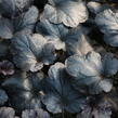 Dlužicha 'Black Sea' - Heuchera 'Black Sea'®