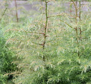 Kryptomérie japonská 'Elegans' - Cryptomeria japonica 'Elegans'