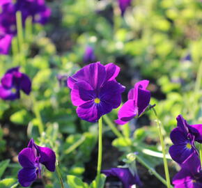 Violka růžkatá 'Martin' - Viola cornuta 'Martin'