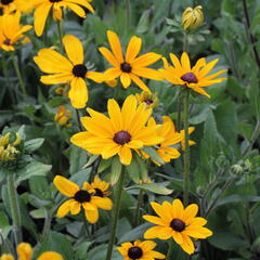 Třapatka srstnatá 'Indian Summer' - Rudbeckia hirta 'Indian Summer'