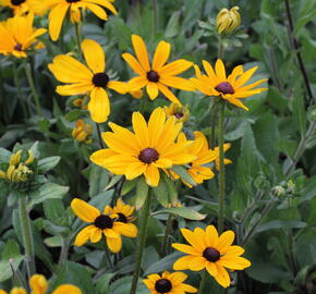 Třapatka srstnatá 'Indian Summer' - Rudbeckia hirta 'Indian Summer'