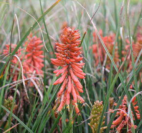 Kleopatřina jehla 'Poco Red' - Kniphofia uvaria 'Poco Red'