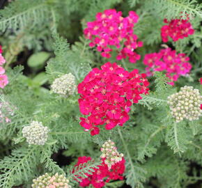 Řebříček Tutti Frutti 'Pomegranate' - Achillea millefolium Tutti Frutti 'Pomegranate'