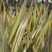 Lenovník 'Apricot Queen' - Phormium 'Apricot Queen'