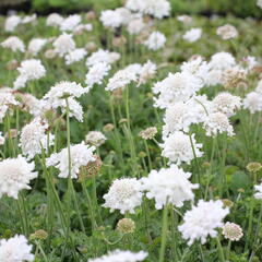 Hlaváč fialový 'Flutter Pure White' - Scabiosa columbaria 'Flutter Pure White'