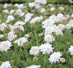 Hlaváč fialový 'Flutter Pure White' - Scabiosa columbaria 'Flutter Pure White'