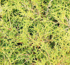 Chamaecyparis nootkatensis 'Green Arrow' (Nootka Cypress)