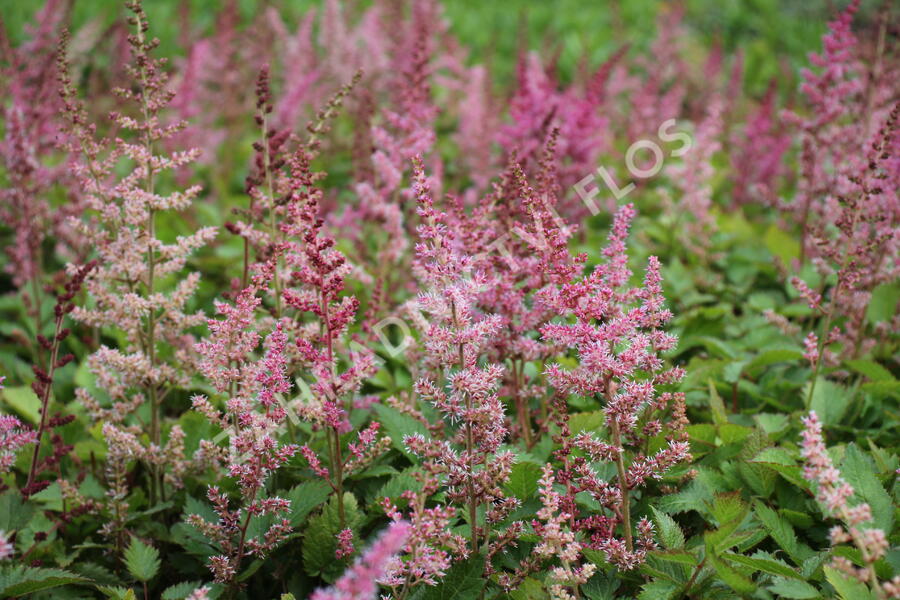 Čechrava čínská 'Veronica Klose' - Astilbe chinensis 'Veronica Klose'