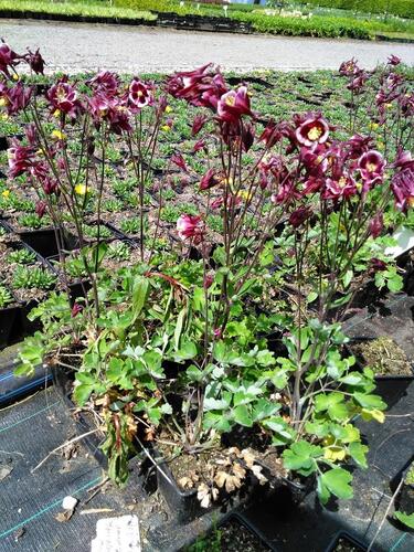 Orlíček obecný 'Winky Red-White' - Aquilegia vulgaris 'Winky Red-White'