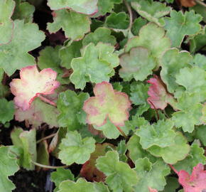 Dlužicha 'Coral Petit' - Heuchera sanguinea 'Coral Petit'