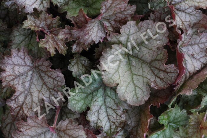 Dlužela 'Cracked Ice' - Heucherella hybrida 'Cracked Ice'