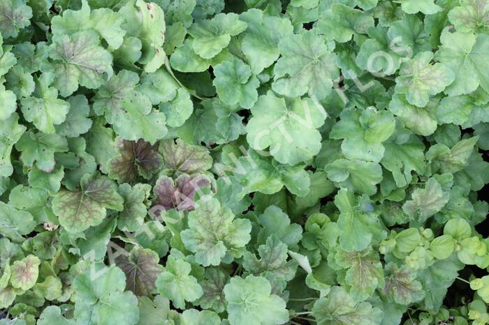 Dlužicha 'Miracle' - Heuchera villosa 'Miracle'