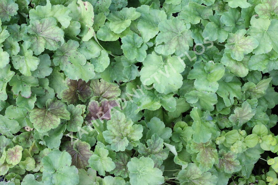 Dlužicha 'Miracle' - Heuchera villosa 'Miracle'