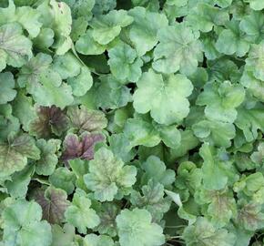 Dlužicha 'Miracle' - Heuchera villosa 'Miracle'