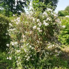 Trojpuk růžový - Deutzia rosea