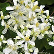 Plamének 'Early Snow' - Clematis terniflora 'Early Snow'