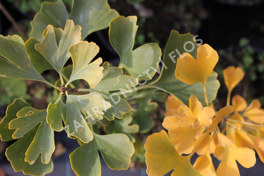 Jinan dvoulaločný 'Andre Briant' - Ginkgo biloba 'Andre Briant'