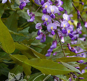 Japonská vistárie - Millettia japonica