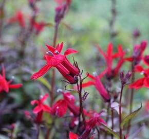 Lobelka 'Fanship Scarlet' - Lobelia speciosa 'Fanship Scarlet'