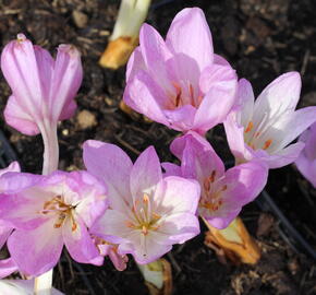 Ocún 'Giant' - Colchicum 'Giant'