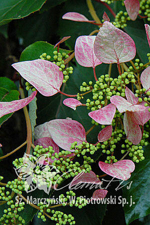 Klanostěnka hortenziovitá 'Roseum' - Schizophragma hydrangeoides 'Roseum'