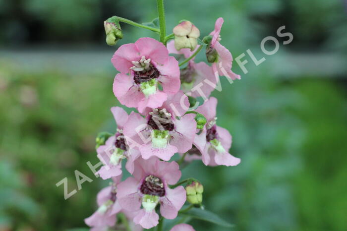 Angelonie 'Adessa Pink' - Angelonia gardneri 'Adessa Pink'