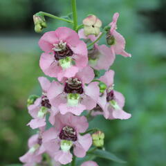 Angelonie 'Adessa Pink' - Angelonia gardneri 'Adessa Pink'