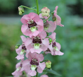 Angelonie 'Adessa Pink' - Angelonia gardneri 'Adessa Pink'