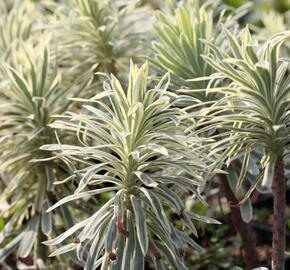 Pryšec hnědokvětý 'Tasmanian Tiger' - Euphorbia characias 'Tasmanian Tiger'