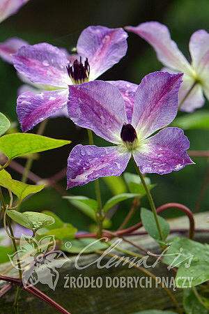 Plamének 'Morning Sky' - Clematis 'Morning Sky'