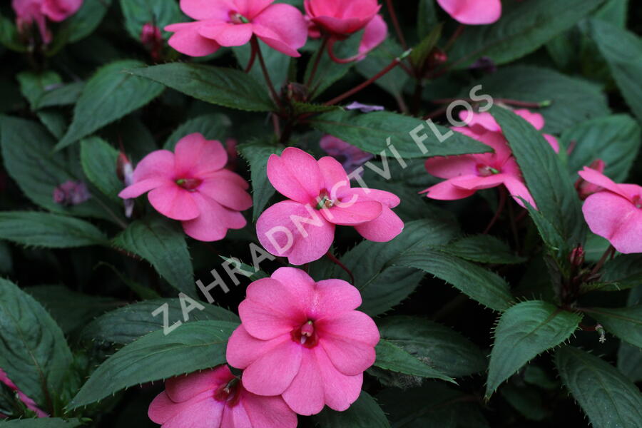 Netýkavka 'Sun Standing Pink' - Impatiens Neu-Guinea 'Sun Standing Pink'