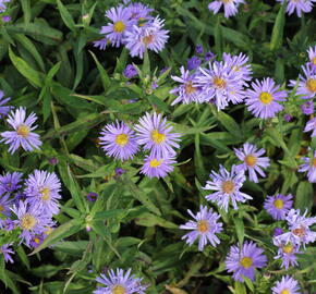 Hvězdnice novobelgická 'Marie Ballard' - Aster novi-belgii 'Marie Ballard'