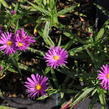 Hvězdnice keříčkovitá 'Island Tonga' - Aster dumosus 'Island Tonga'