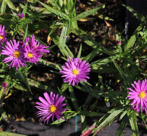 Hvězdnice keříčkovitá 'Island Tonga' - Aster dumosus 'Island Tonga'