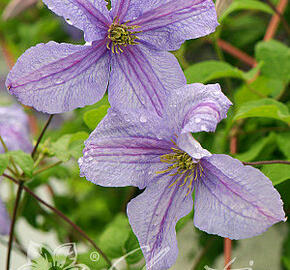 Plamének vlašský 'Emilia Plater' - Clematis viticella 'Emilia Plater'