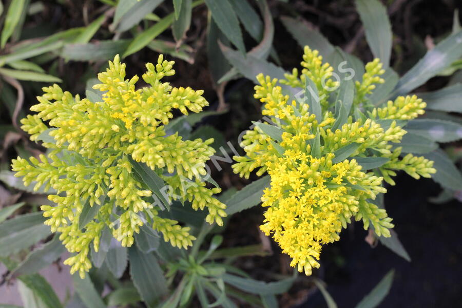 Zlatobýl 'Laurin' - Solidago 'Laurin'