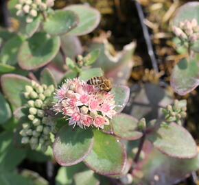 Rozchodník nachový 'Matrona' - Sedum telephium 'Matrona'